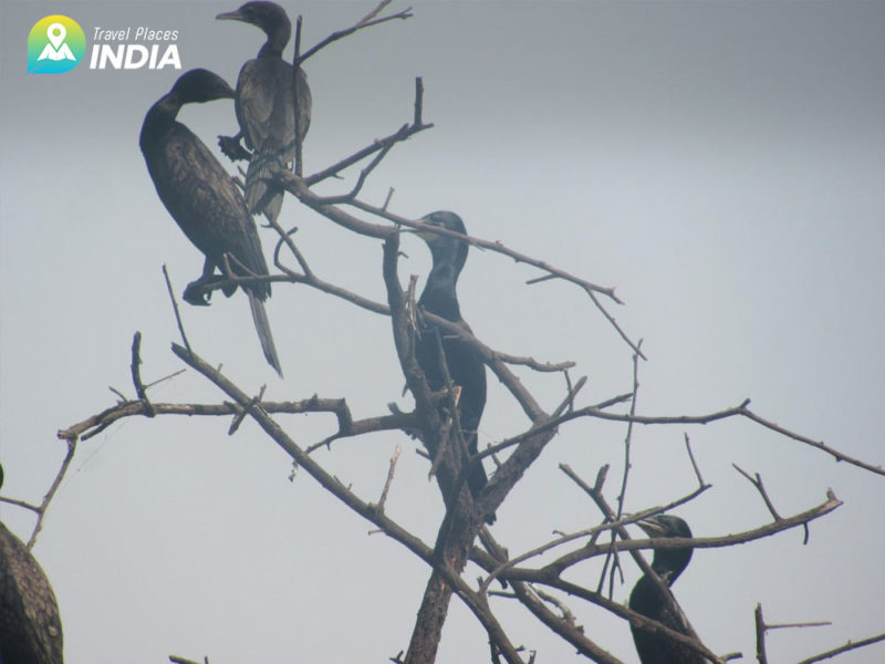 Bharatpur Bird Sanctuary