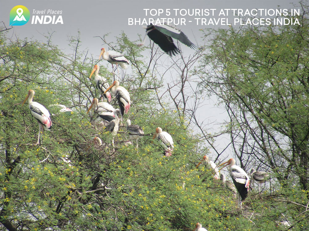 Top 5 Tourist Attractions in Bharatpur