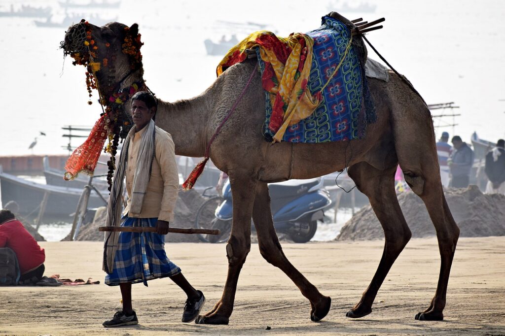 rajasthan animals