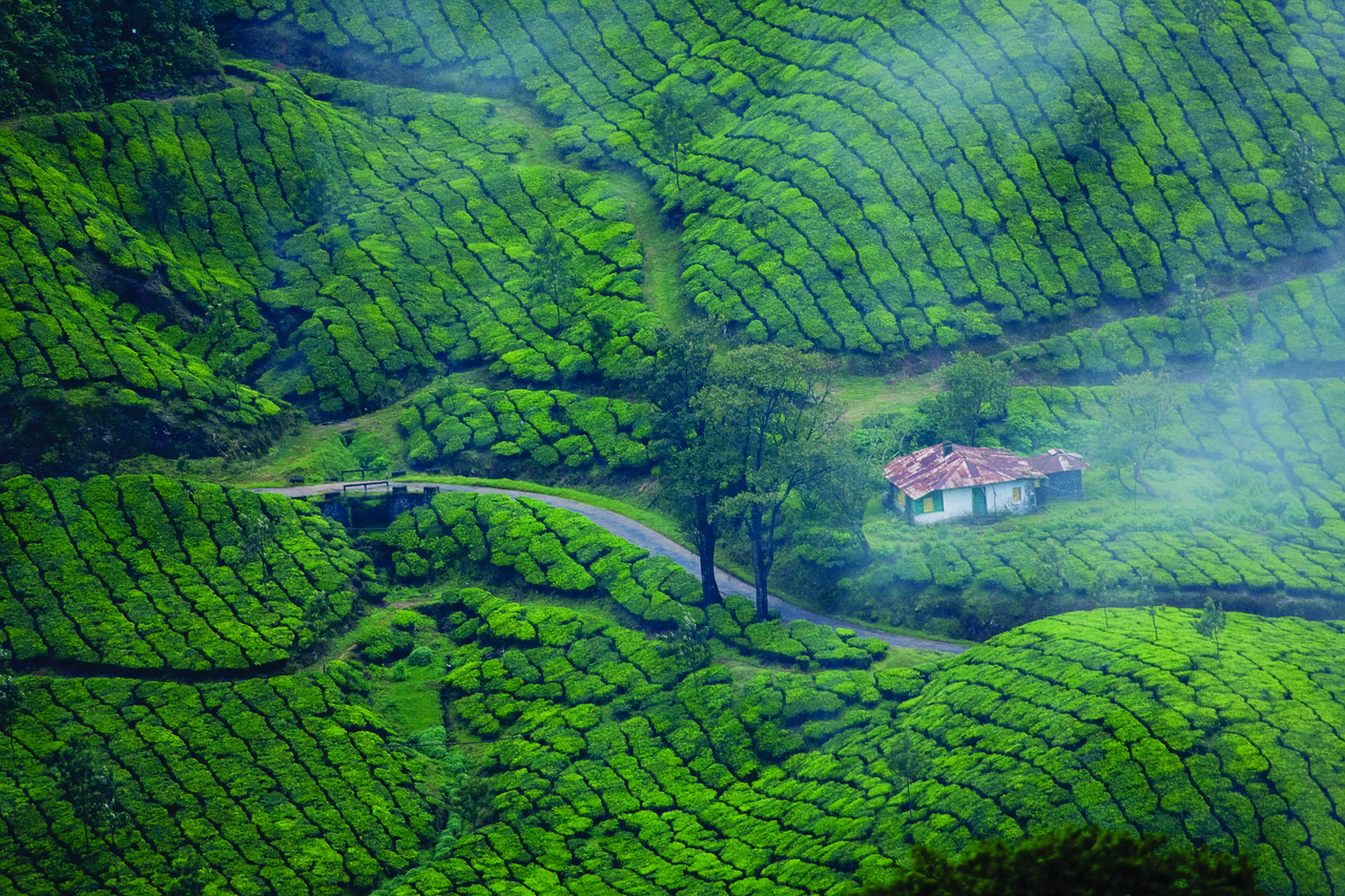 Activities To Do in Kerala